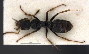 Media type: image;   Entomology 29402 Aspect: habitus dorsal view